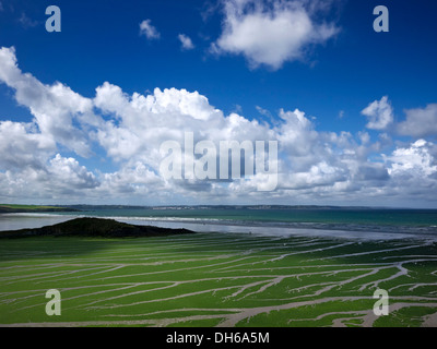 Lattuga di mare (Ulva armoricana), alghe nella baia di Douarnenez, Finisterre, Bretagna Francia, Europa publicground Foto Stock