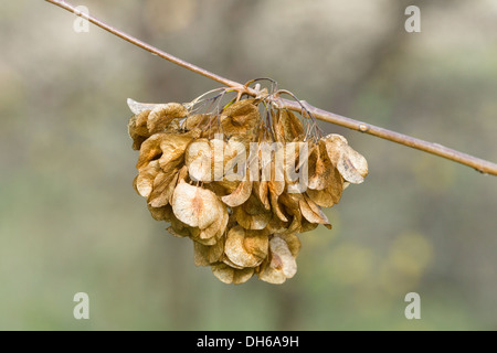 I frutti di Ulmus laevis. Foto Stock