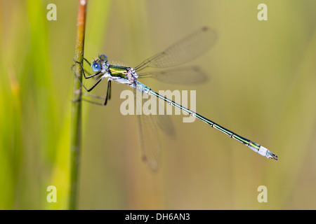 Damselfly Smeraldo - Lestes sponsa Foto Stock