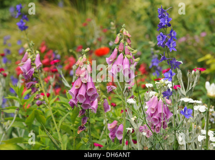 Fiori in un paese di lingua inglese il giardino. Una buona profondità di messa a fuoco selettiva. Foto Stock