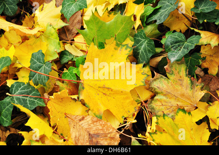 Giallo maple leaf sul terreno Foto Stock