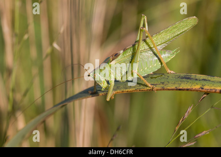 Grande macchia verde-cricket - Tettigonia viridissima. Maschio Foto Stock