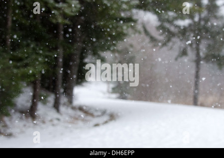 La neve che cade su di una strada carrabile nel Parco Nazionale di Acadia, Maine. Foto Stock