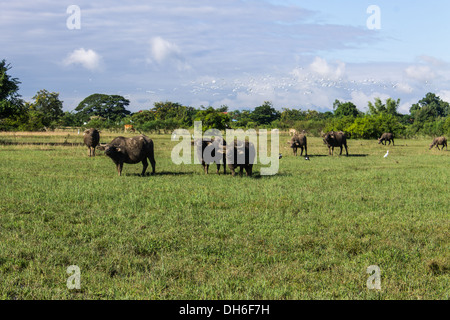 Masse Buffalo e inclinato in erba Foto Stock