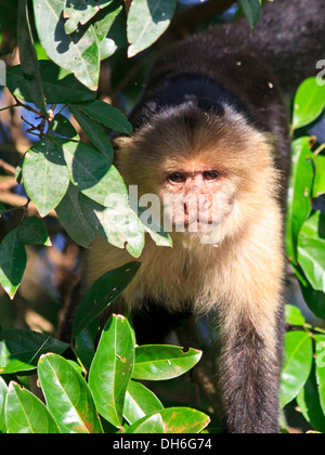 Un bianco-throated scimmia cappuccino coetanei attraverso i rami vicino al fiume Tempesque a Palo Verde National Park in Costa Rica Foto Stock