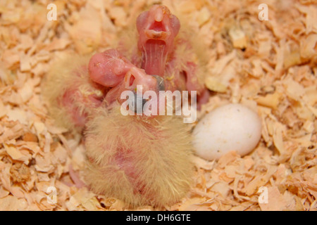 Neonati affamati Cockatiel pulcini in attesa di essere alimentato Foto Stock