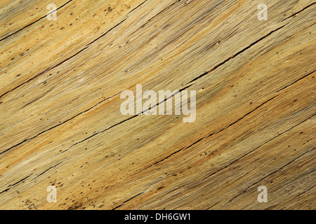Sfondo testurizzata di legno duro come si vede nel deserto dell'Africa. Bellezza attraverso la granella, curva, contrasto, contorno e colore Foto Stock