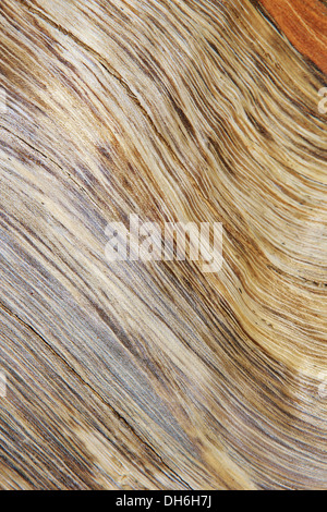 Sfondo testurizzata di legno duro come si vede nel deserto dell'Africa. Bellezza attraverso la granella, curva, contrasto, contorno e colore Foto Stock