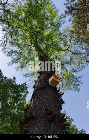 Il vecchio albero di neem (Indiano lilla) con bird house nel giardino pubblico, basso angelo visualizza Foto Stock