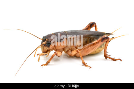 Black cricket isolati su sfondo bianco Foto Stock