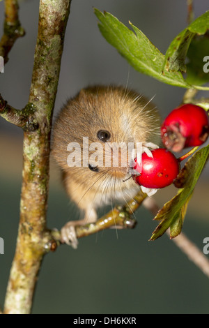 Harvest mouse Micromys minutus - studio shot Foto Stock