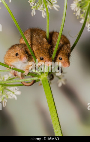 Topi raccolto Micromys minutus - studio shot Foto Stock