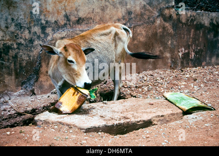 Mucca per il lavaggio di alimenti in un indiano street Foto Stock