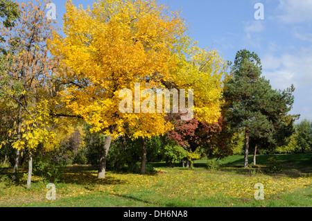 Autunno dorato nel parco con aceri e pini Foto Stock