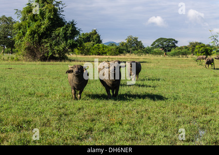 Masse Buffalo e inclinato in erba Foto Stock