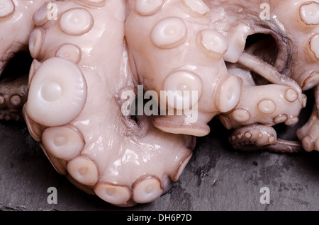 Bracci con tentacoli di un polpo crudo Foto Stock