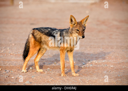 Vista del nero-backed jackal nel deserto africano Foto Stock