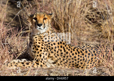 Vista di rilassata wild ghepardo guardando la savana in Namibia, Sud Africa Foto Stock