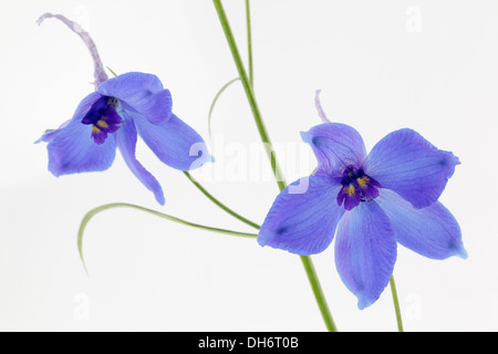 Delphiniums blu su sfondo bianco Foto Stock