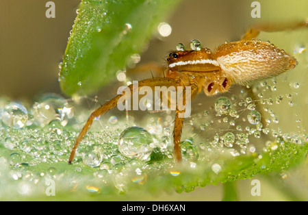 Spider sul battente pieno di gocce di rugiada-fotografia macro Foto Stock