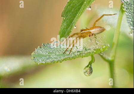 Spider sul battente pieno di gocce di rugiada-fotografia macro Foto Stock