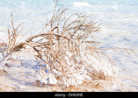 Il ramo di un albero coperto di sale Foto Stock