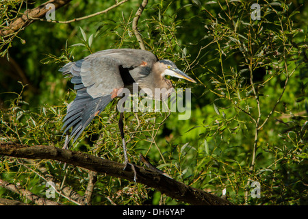 Grigio grande airone rosso (Ardea erodiade) in autunno Foto Stock