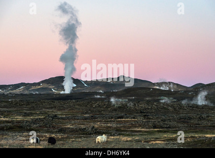 Icelandic Sheep e Mudpot o fango piscina a nord Islanda Foto Stock