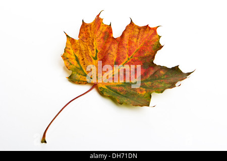 Autumn Leaf isolato con sfondo bianco Foto Stock