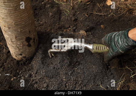 Mano con piccola forcella giardinaggio lavora in giardino. La piantagione di alberi Foto Stock