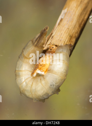 Horsefly gigante larva Tabanus sp. sott'acqua. Preso in un acquario fotografico e restituito al wild illeso Foto Stock