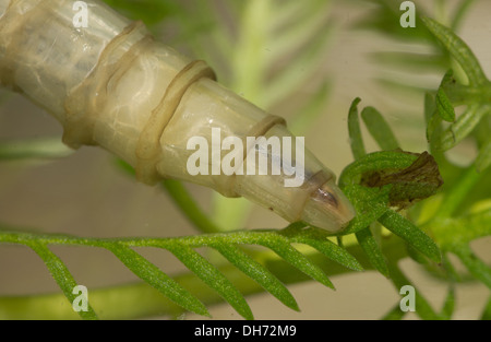 Horsefly gigante larva Tabanus sp. sott'acqua. Preso in un acquario fotografico e restituito al wild illeso Foto Stock