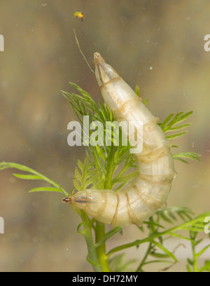 Horsefly gigante larva Tabanus sp. sott'acqua. Preso in un acquario fotografico e restituito al wild illeso Foto Stock