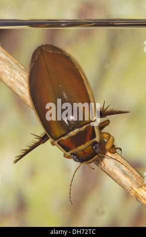 Una vespa grande diving beetle Dytiscus circumflexus sott'acqua. Preso in un acquario fotografico e restituito al wild illeso Foto Stock