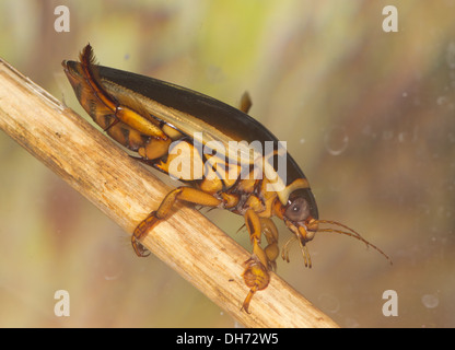 Una vespa grande diving beetle Dytiscus circumflexus sott'acqua. Preso in un acquario fotografico e restituito al wild illeso Foto Stock