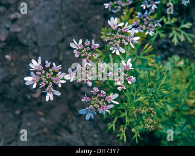 Fiori di coriandolo, hara dhania foglie, Coriandrum sativum Foto Stock