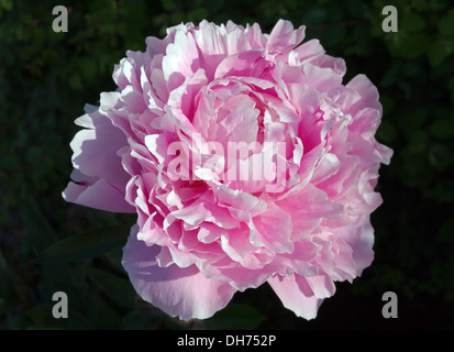 Close up peonia rosa in fiore contro uno sfondo scuro, di mattina presto, la luce solare giardino inglese Foto Stock