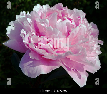 Close up peonia rosa in fiore contro uno sfondo scuro, di mattina presto, la luce solare giardino inglese Foto Stock