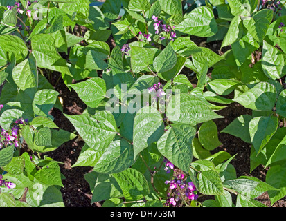 Letto di nana fagioli francesi varietà Regina viola in fiore cresce in estate il sole in giardino vegetale, England Regno Unito Foto Stock