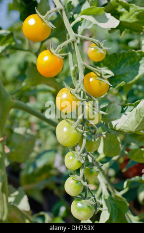 Architrave di Sungold arancione pomodori ciliegia maturazione sulla vite a sunshine in serra domestica, England Regno Unito Foto Stock