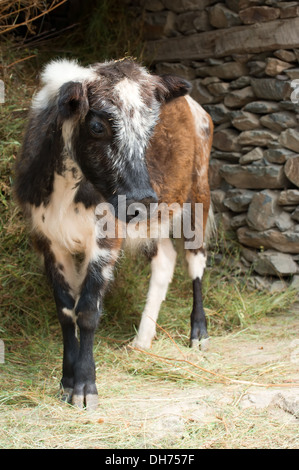 Animale della fattoria. Poco vitello mangiare fieno in una stalla. India Foto Stock