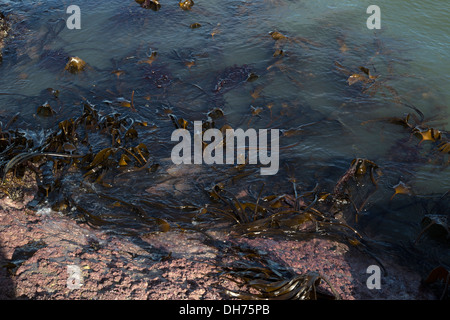 Le alghe in un rock pool, Staithes Beach, Staithes, North Yorkshire, Inghilterra Foto Stock