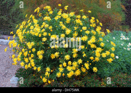 Giallo Argyranthemum fiori che sbocciano in un grande cluster marguerite, Marguerite daisy, aneto daisy Foto Stock