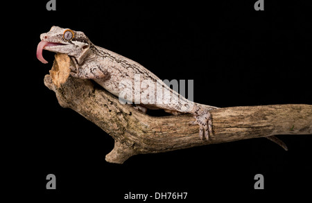 Gecko di gargoyle Foto Stock