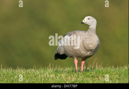 Cape sterile (Oca Cereopsis novaehollandiae) in un campo di Staffordshire Foto Stock