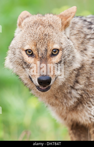 Golden Jackal, Canis aureus, Jackal, Foto Stock