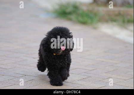 Un barboncino Toy cane che corre sul terreno Foto Stock