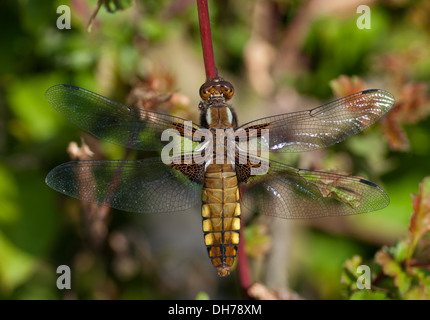 Una femmina di ampia corposi chaser libellula Foto Stock