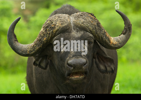 Bufali, cappuccio africana di Buffalo, Buffalo, Big 5, natura africana, la fauna selvatica, animali, animale, Africa, avvisatore acustico Foto Stock