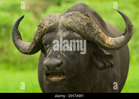 Bufali, cappuccio africana di Buffalo, Buffalo, Big 5 Foto Stock